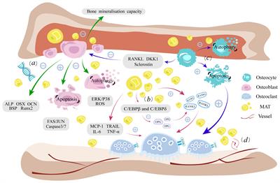 Fatty infiltration in the musculoskeletal system: pathological mechanisms and clinical implications